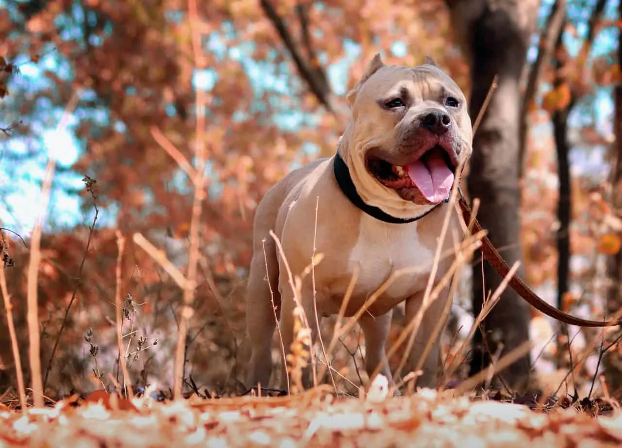 Do Homeowners Insurance Cover Pitbulls