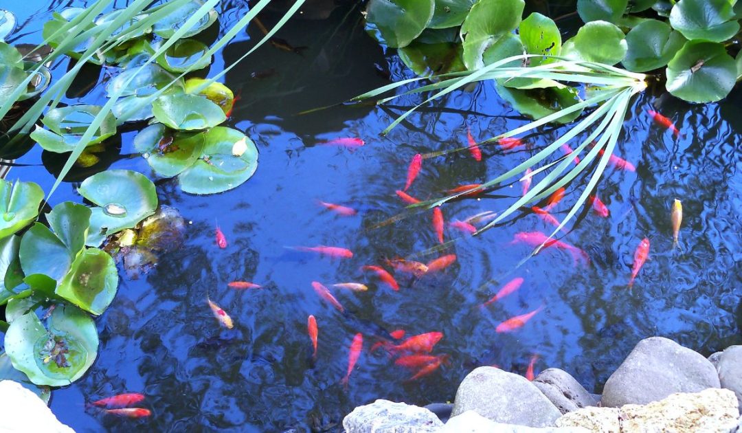 How To Clean Pond Water With Fish In It Step By Step Guide Best Home